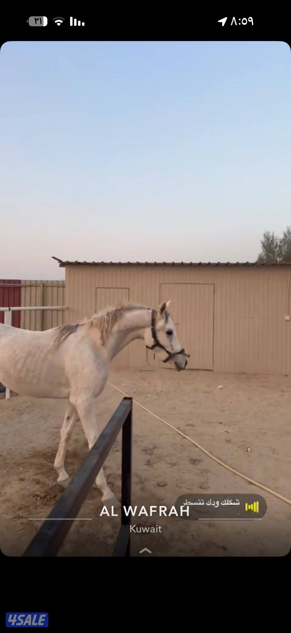 خيل مصري بلدي1