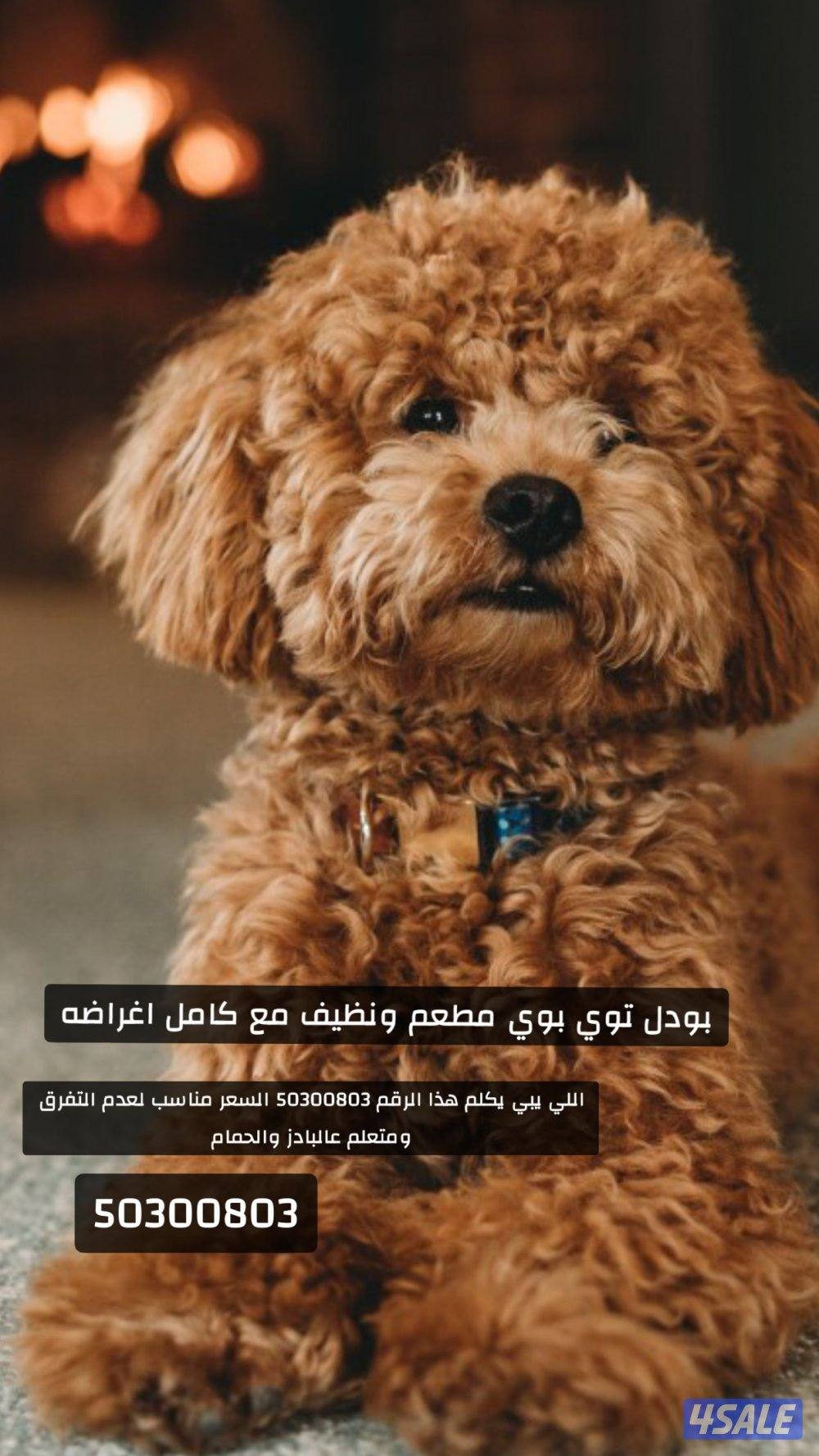 للبيع كلب نوع بودل توي مايكبر مطعم جميع تطعيماته0