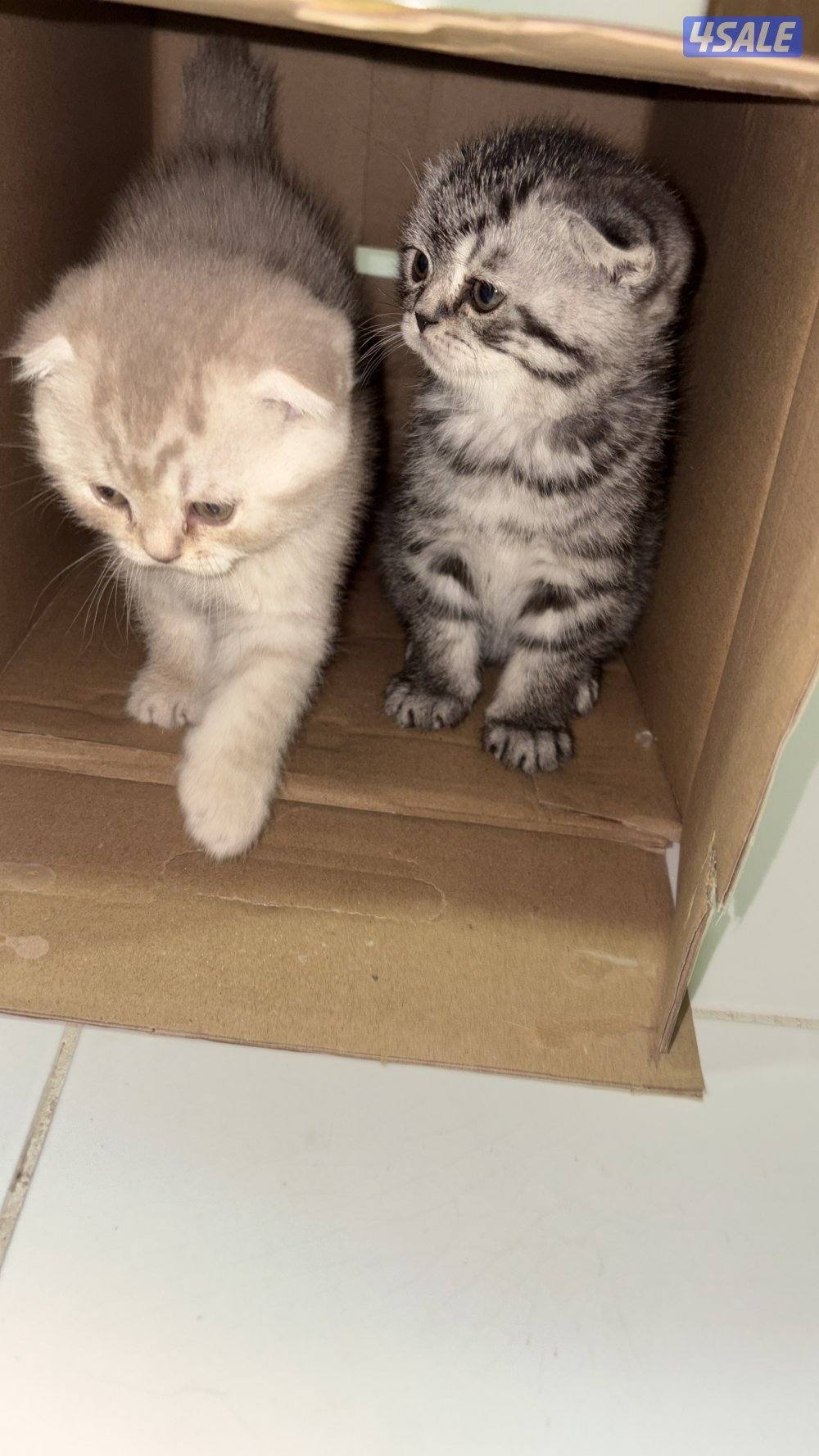 قطط كيتن فولد للبيع ذكر العمر شهرين متعلم على الليتر بوكس0