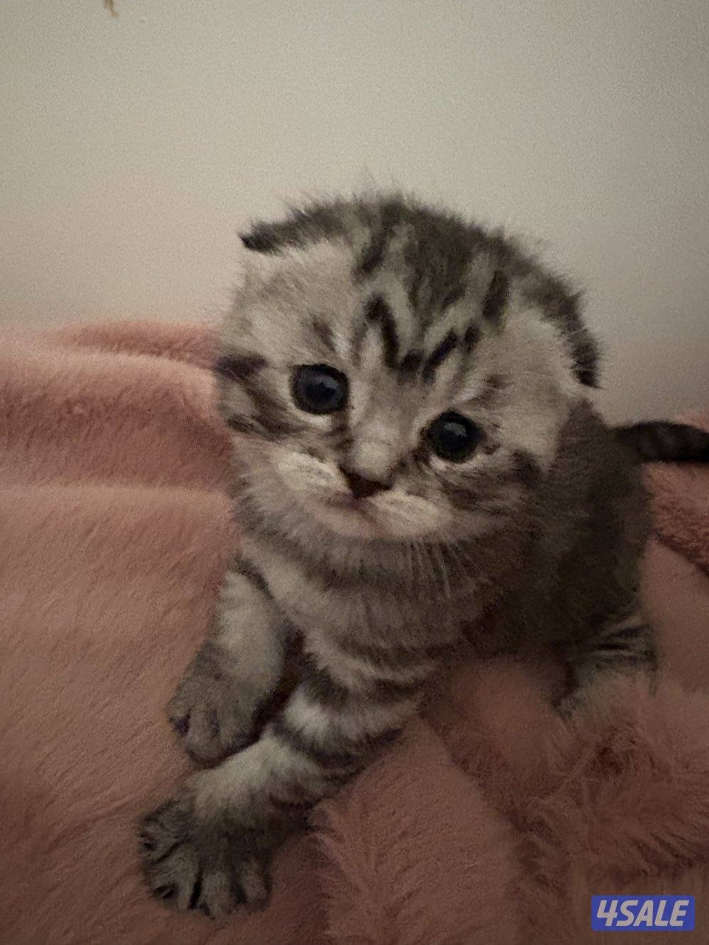 قطط كيتن فولد للبيع ذكر العمر شهرين متعلم على الليتر بوكس1