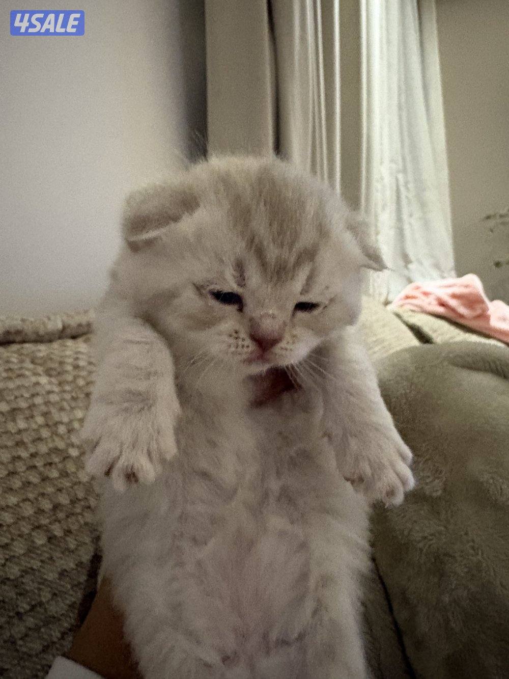 قطط كيتن فولد للبيع ذكر العمر شهرين متعلم على الليتر بوكس2