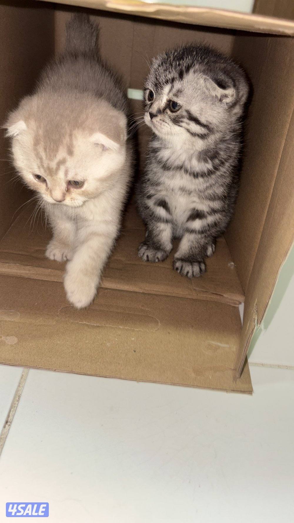 قطط كيتن فولد للبيع ذكر العمر شهرين متعلم على الليتر بوكس3