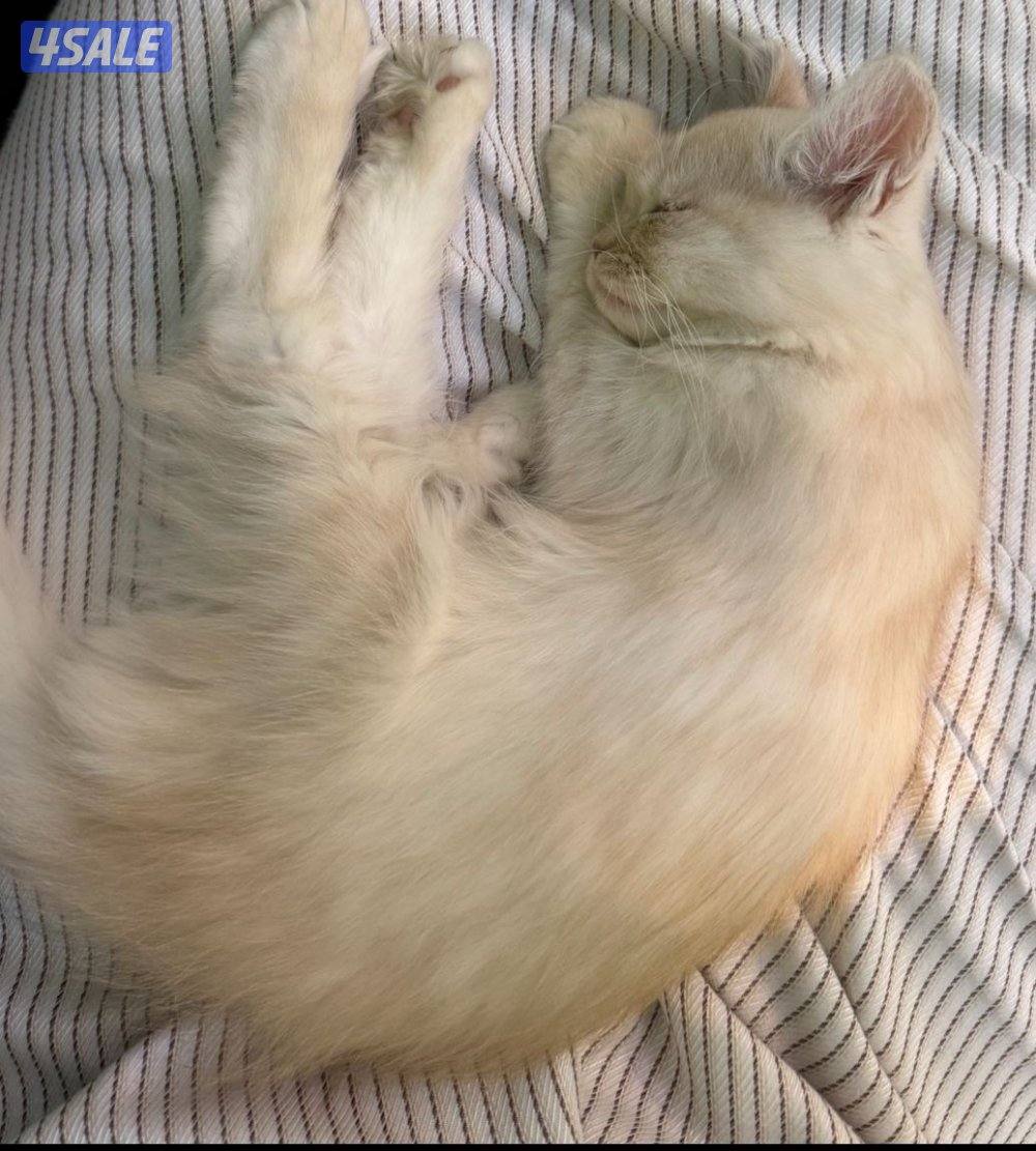 قطو للبيع الفصيلة British moon face 🏅قط جميل ولطيف0