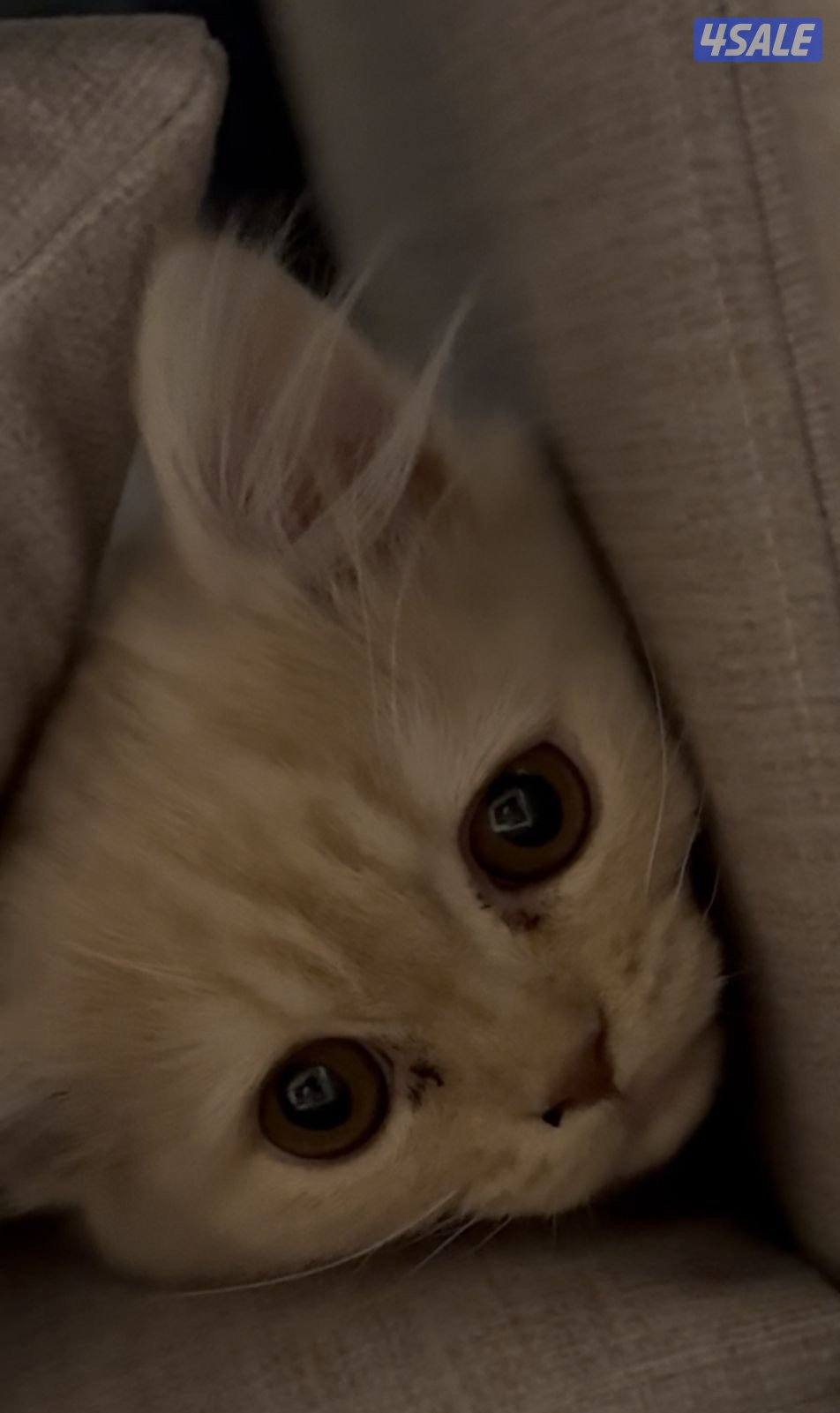 قطو للبيع الفصيلة British moon face 🏅قط جميل ولطيف1