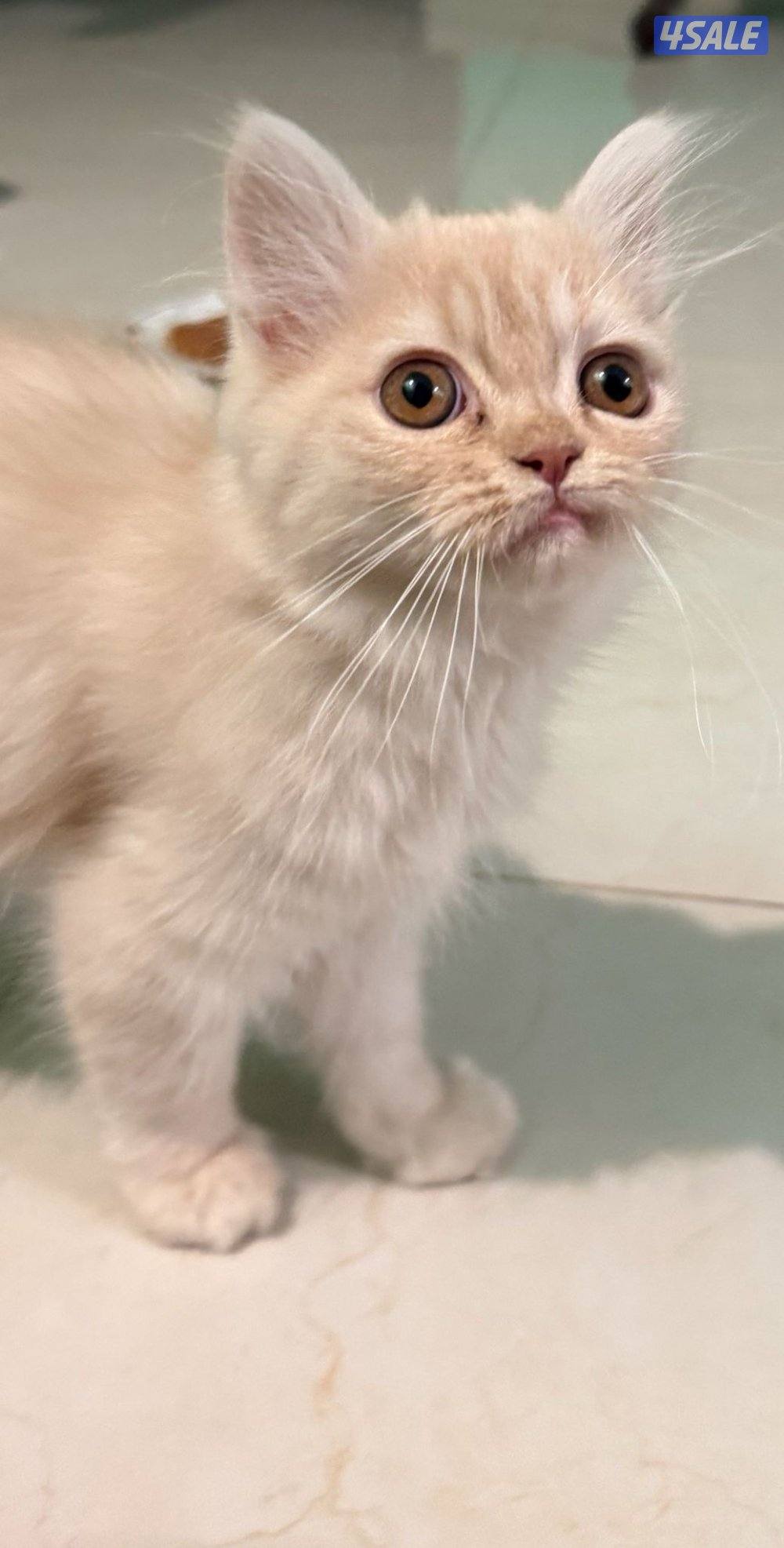 قطو للبيع الفصيلة British moon face 🏅قط جميل ولطيف2