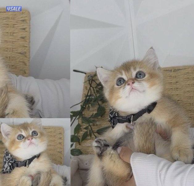 Cat male roshion eN Y 110