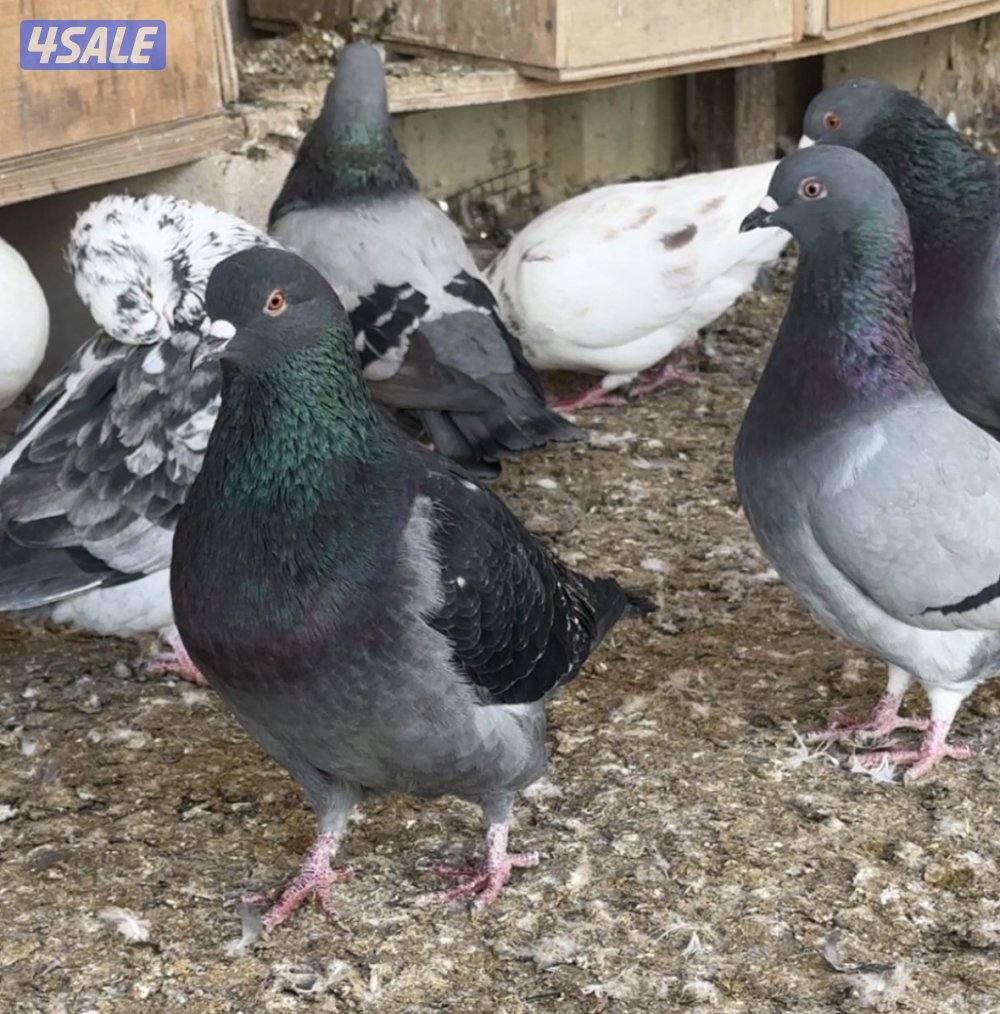 للبيع حمام لحم الوزان حجم كبير0