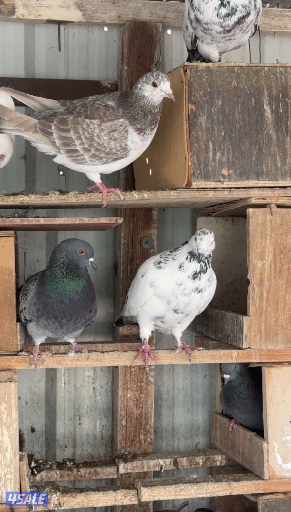 للبيع حمام لحم الوزان حجم كبير1