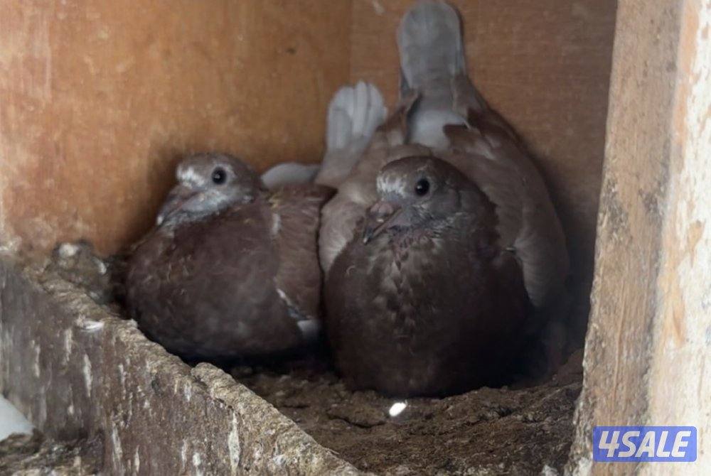 للبيع حمام لحم الوزان حجم كبير2