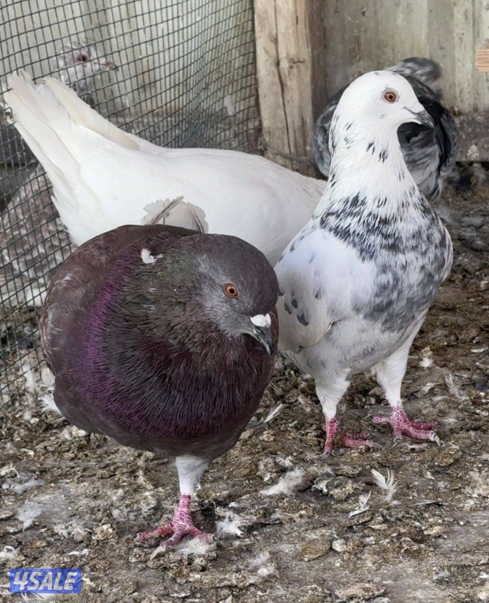 للبيع حمام لحم الوزان حجم كبير4