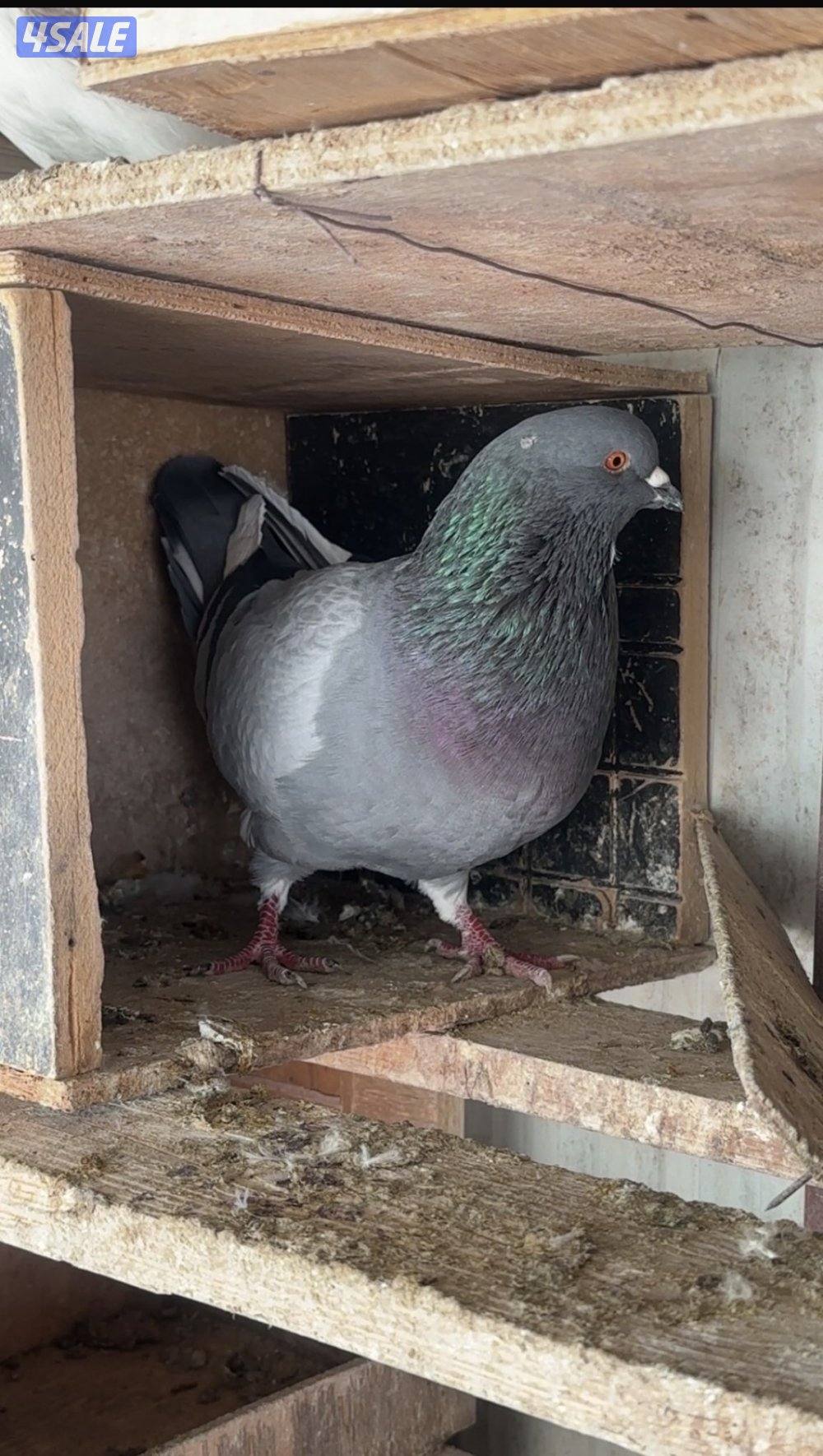 للبيع حمام لحم الوزان حجم كبير6