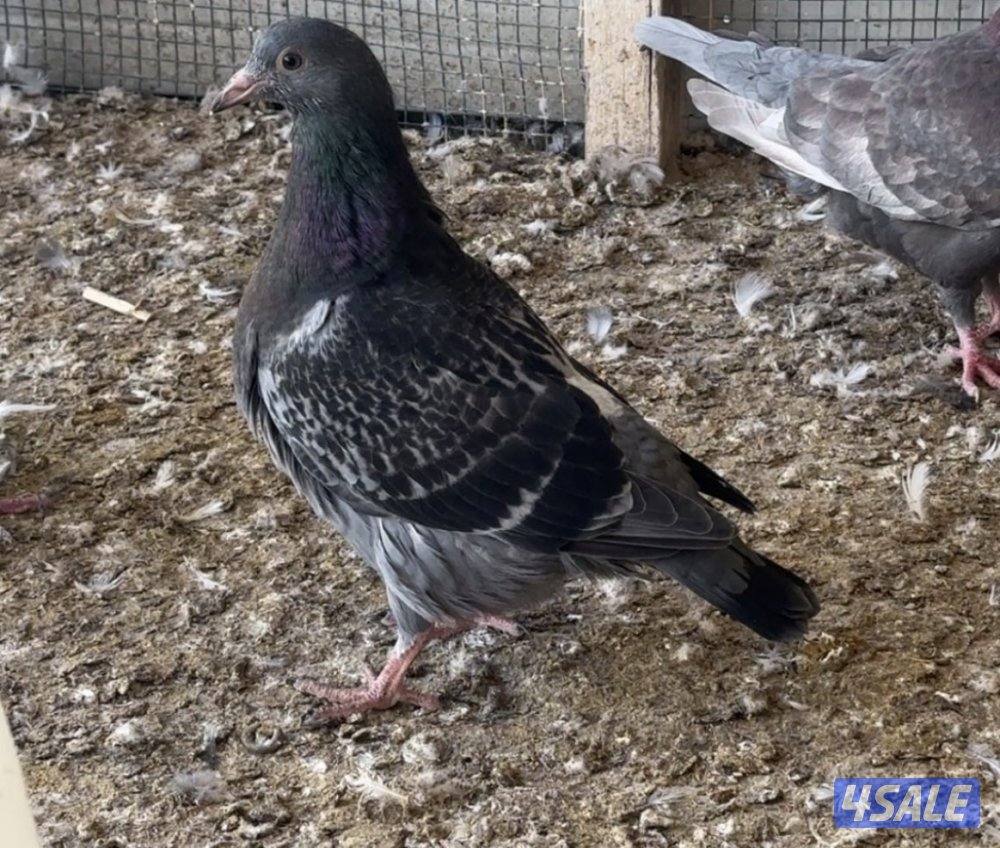 للبيع حمام لحم الوزان حجم كبير5