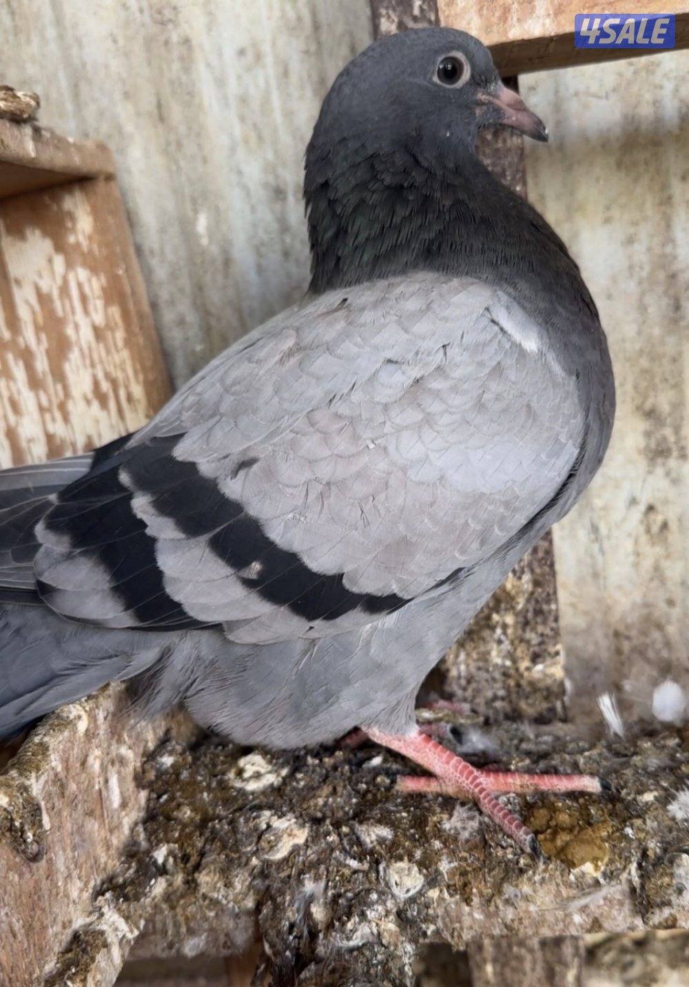 للبيع حمام لحم الوزان حجم كبير7
