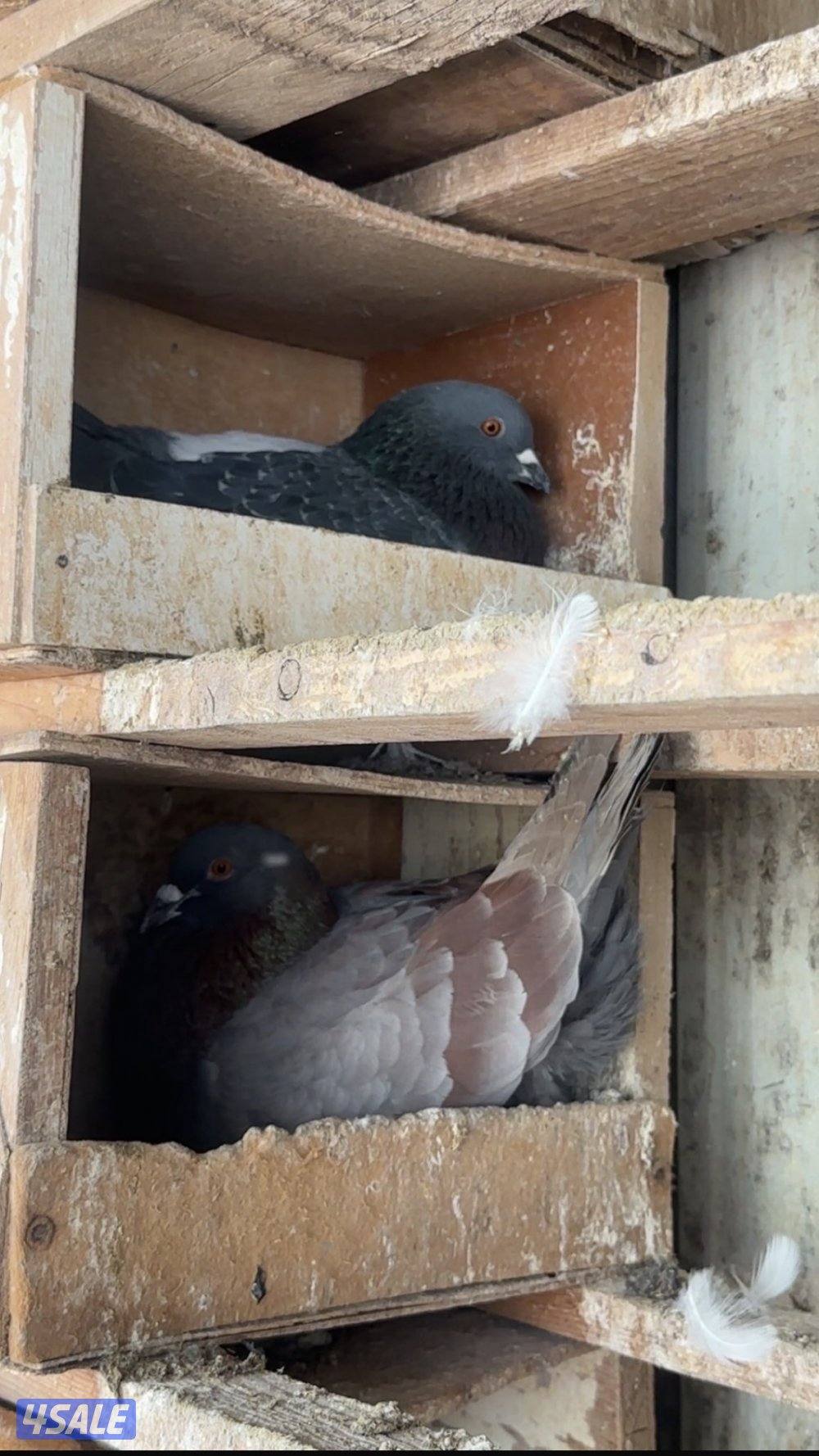 للبيع حمام لحم الوزان حجم كبير8
