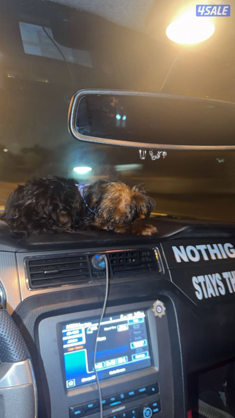 للبيع يوركشاير0