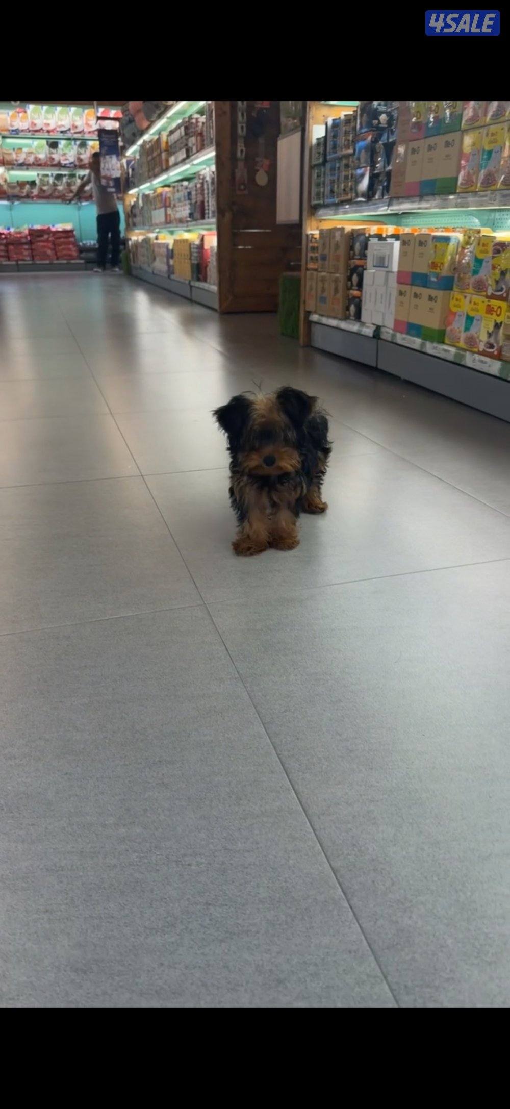 للبيع يوركشاير1