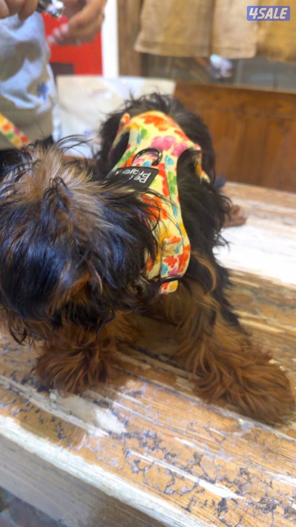 للبيع يوركشاير3