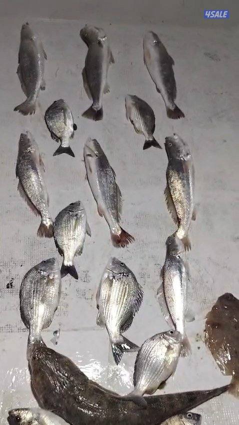 استأجر طراد صيد حداق ايجار طراد رحلات بحرية تاجير طراد حداق3