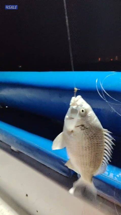 استأجر طراد صيد حداق ايجار طراد رحلات بحرية تاجير طراد حداق4