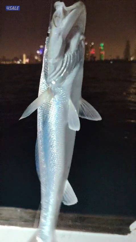 استأجر طراد صيد حداق ايجار طراد رحلات بحرية تاجير طراد حداق5