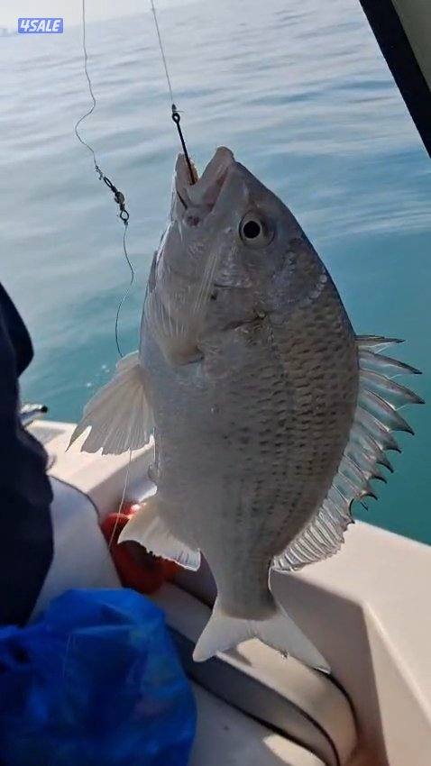 استأجر طراد صيد حداق ايجار طراد رحلات بحرية تاجير طراد حداق7