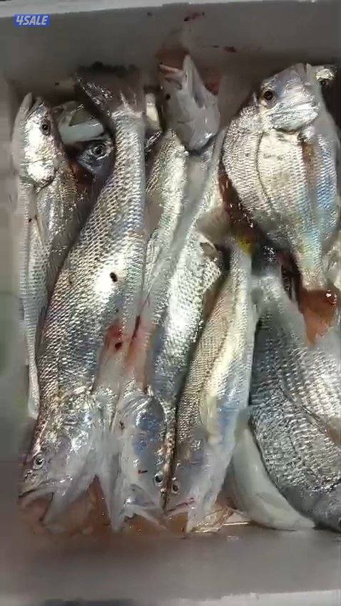 استأجر طراد صيد حداق ايجار طراد رحلات بحرية تاجير طراد حداق8