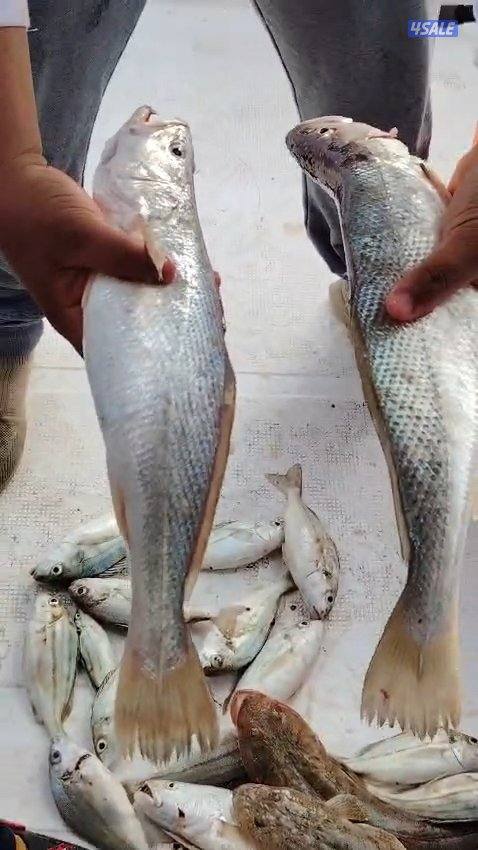 استأجر طراد صيد حداق ايجار طراد رحلات بحرية تاجير طراد حداق9