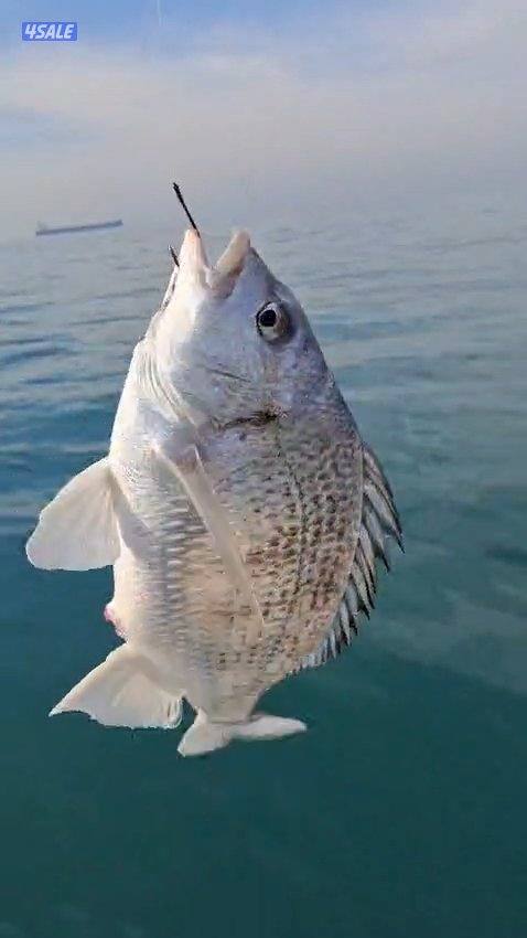 استأجر طراد صيد حداق ايجار طراد رحلات بحرية تاجير طراد حداق13