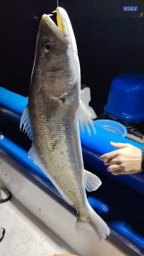 استأجر طراد صيد حداق ايجار طراد رحلات بحرية تاجير طراد حداق14