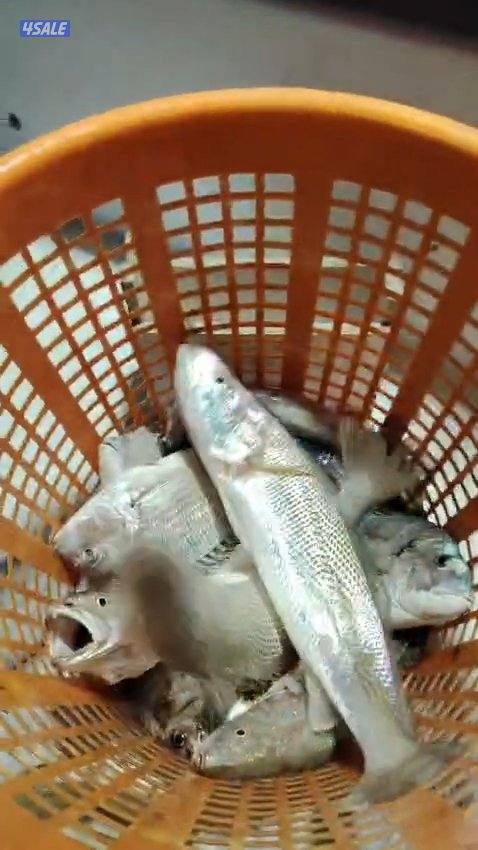 استأجر طراد صيد حداق ايجار طراد رحلات بحرية تاجير طراد حداق15