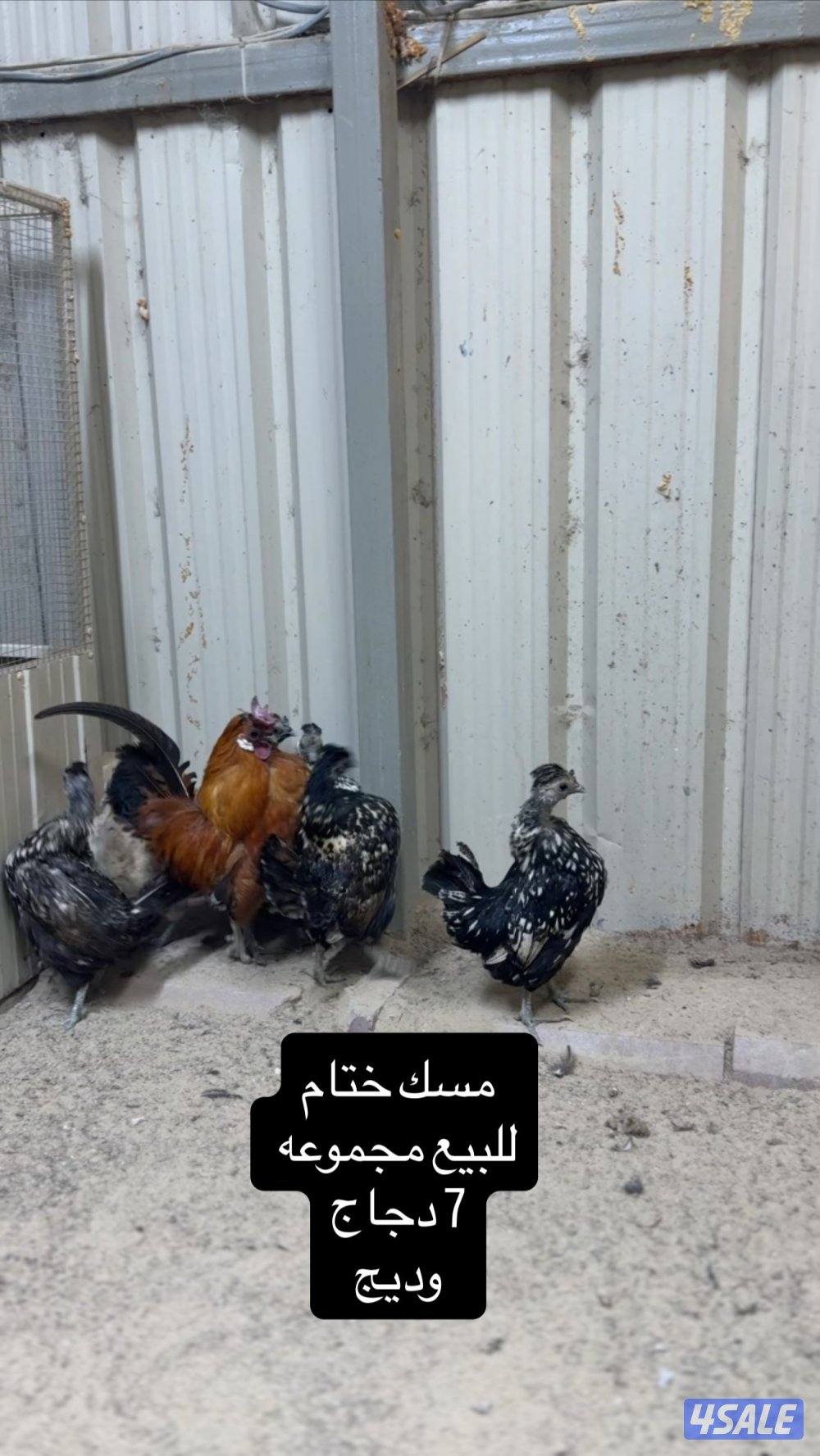 للبيع دجاج عربي مميز من حلالي0