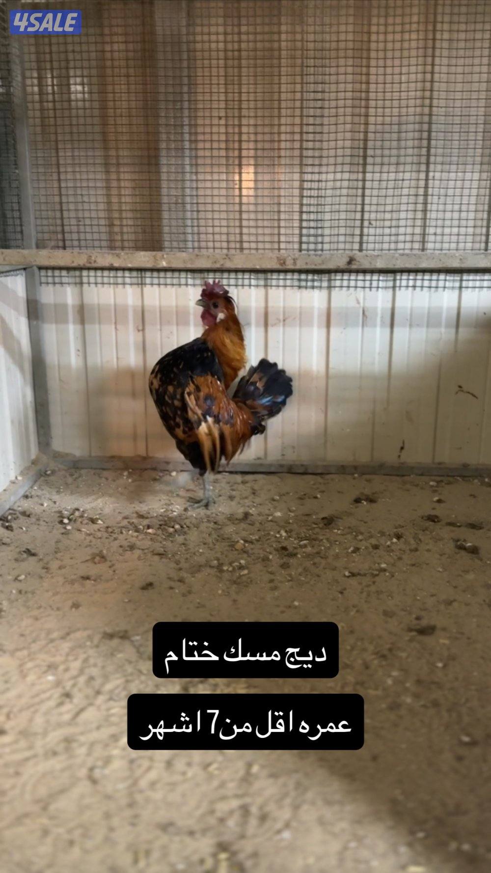 للبيع دجاج عربي مميز من حلالي2