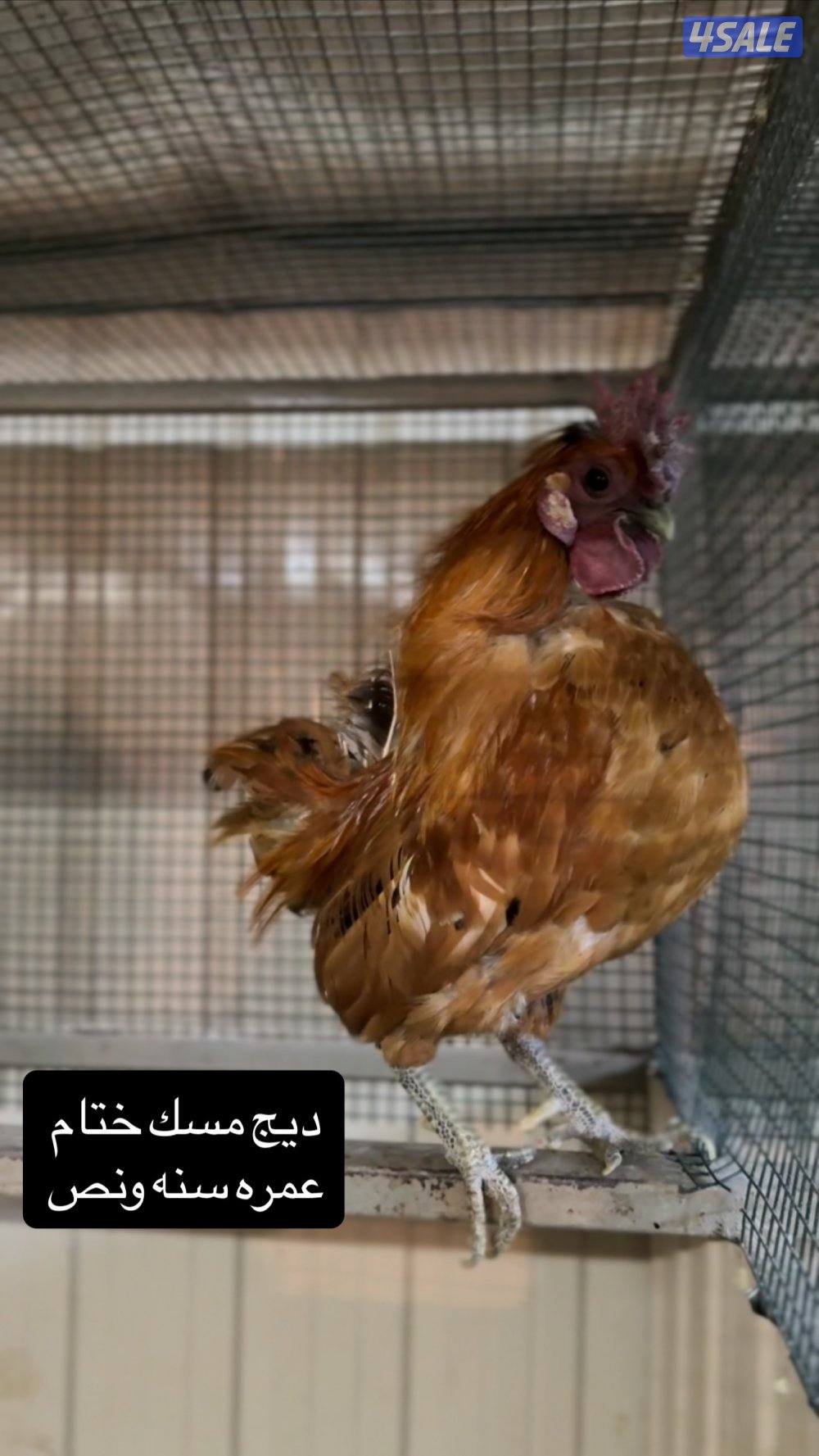 للبيع دجاج عربي مميز من حلالي3