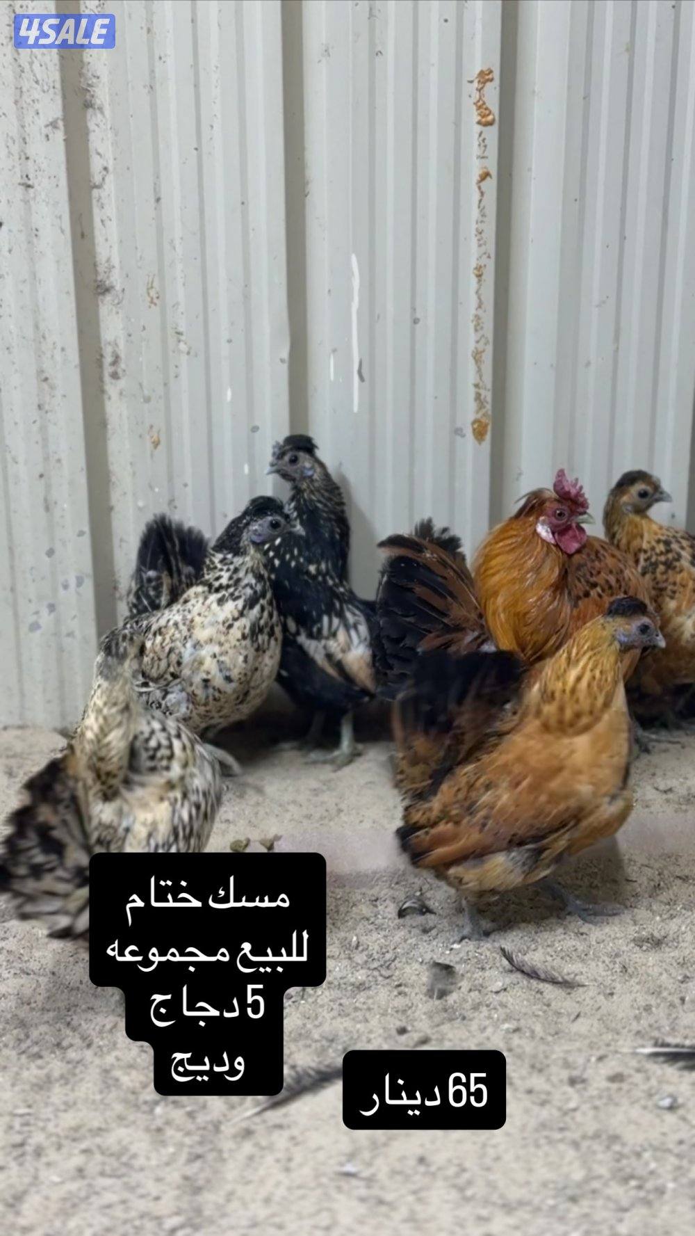 للبيع دجاج عربي مميز من حلالي5