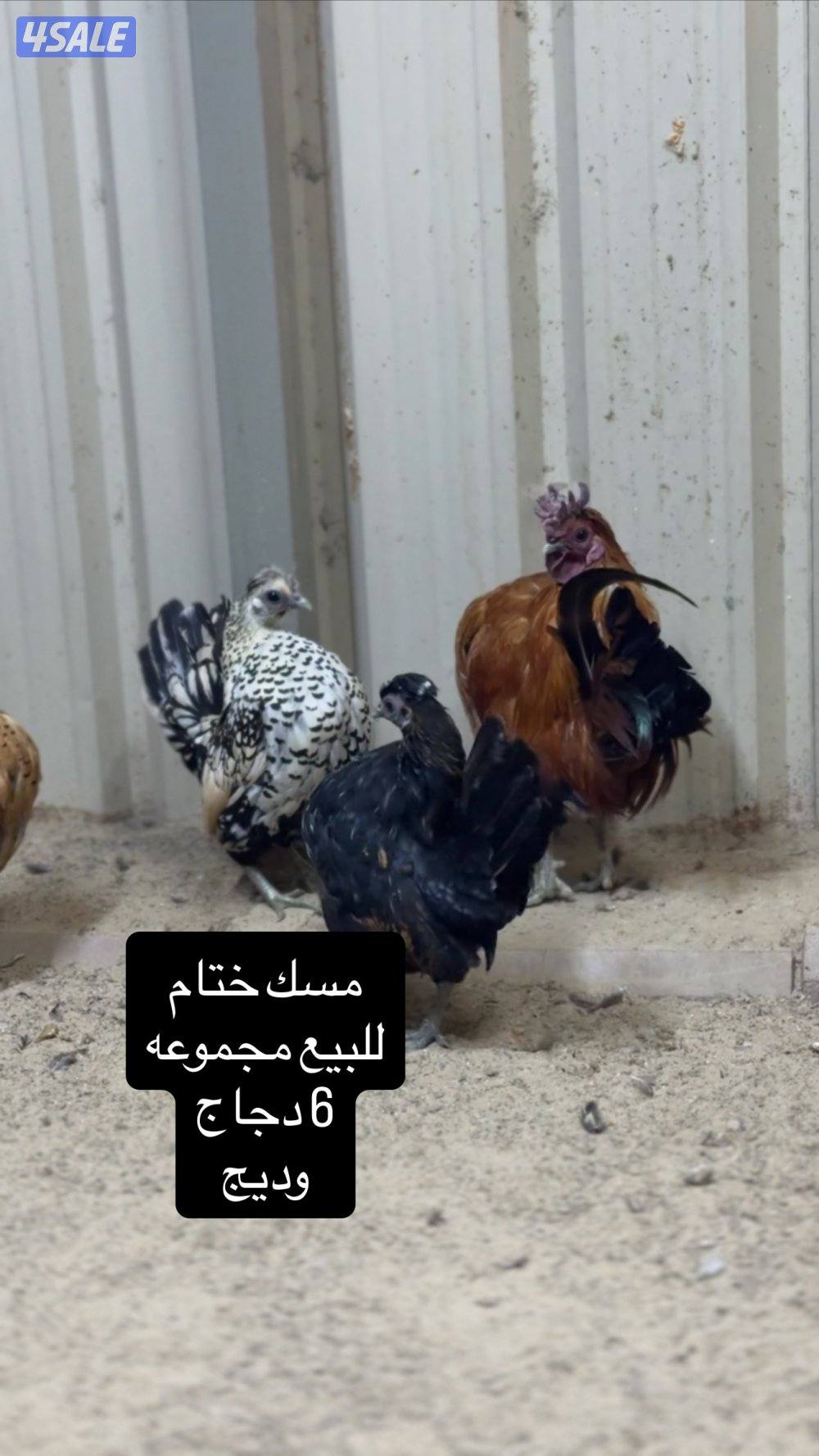 للبيع دجاج عربي مميز من حلالي6