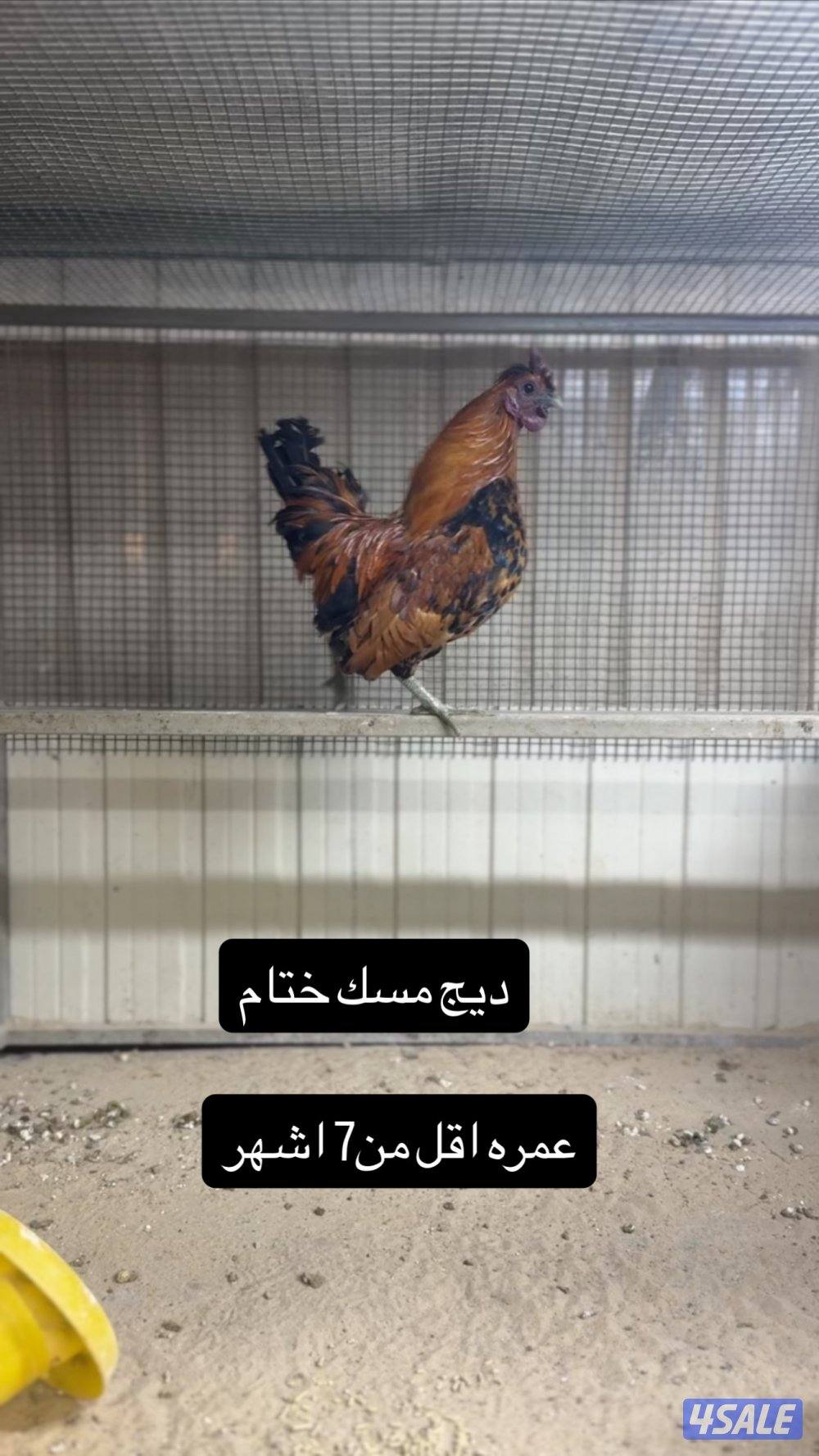 للبيع دجاج عربي مميز من حلالي7