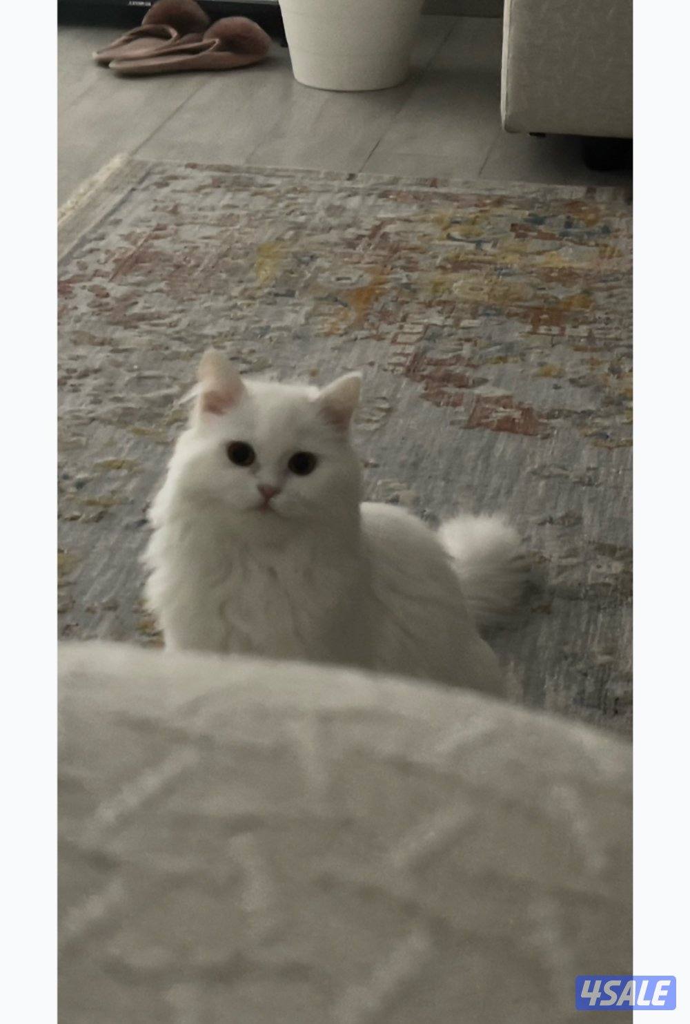 المطلاع ق١١ منزل ٤٩٩0