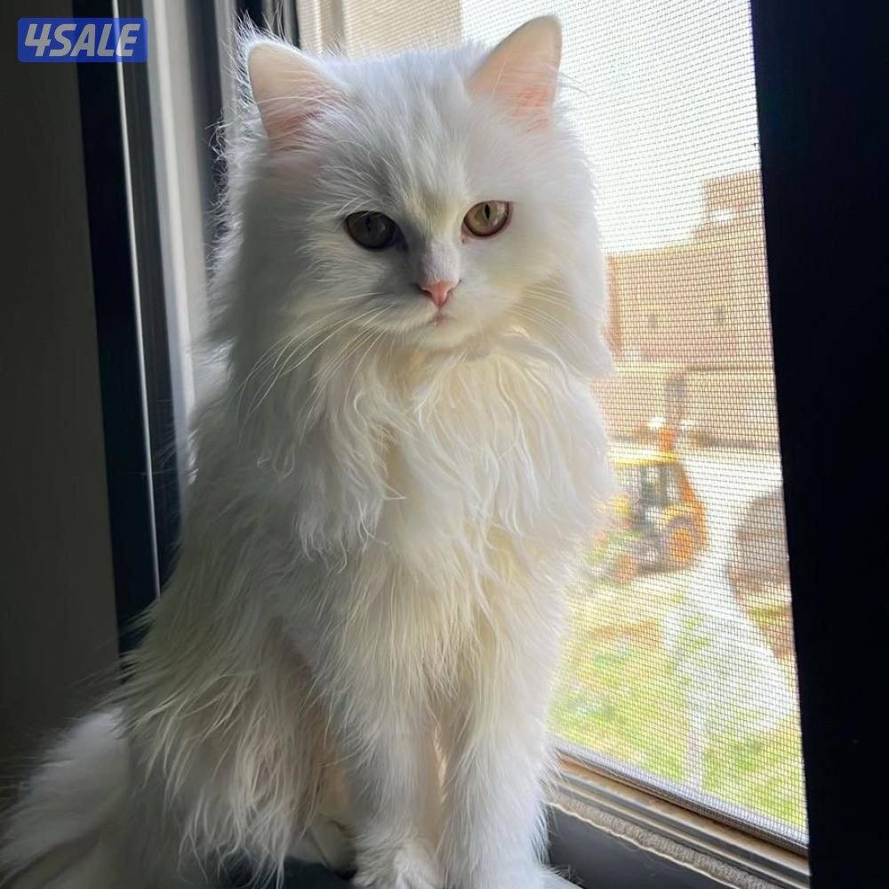 المطلاع ق١١ منزل ٤٩٩1