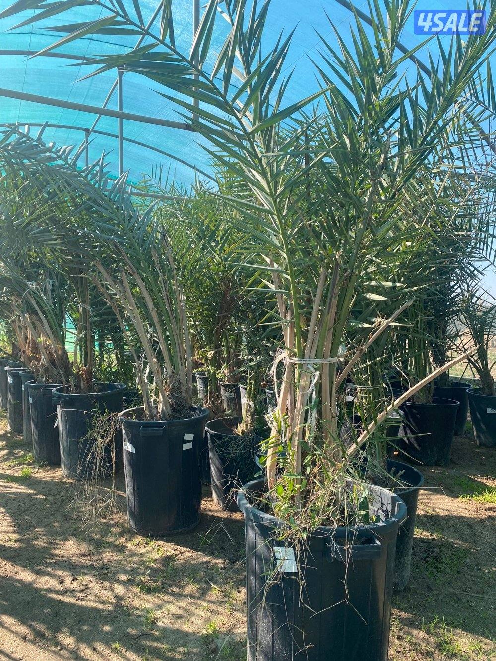 للبيع فروخ نخل مجذر0