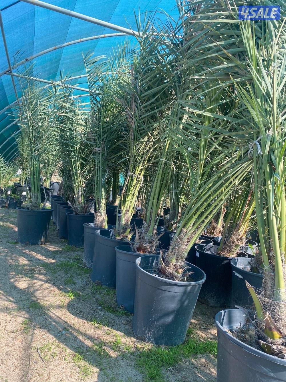 للبيع فروخ نخل مجذر3