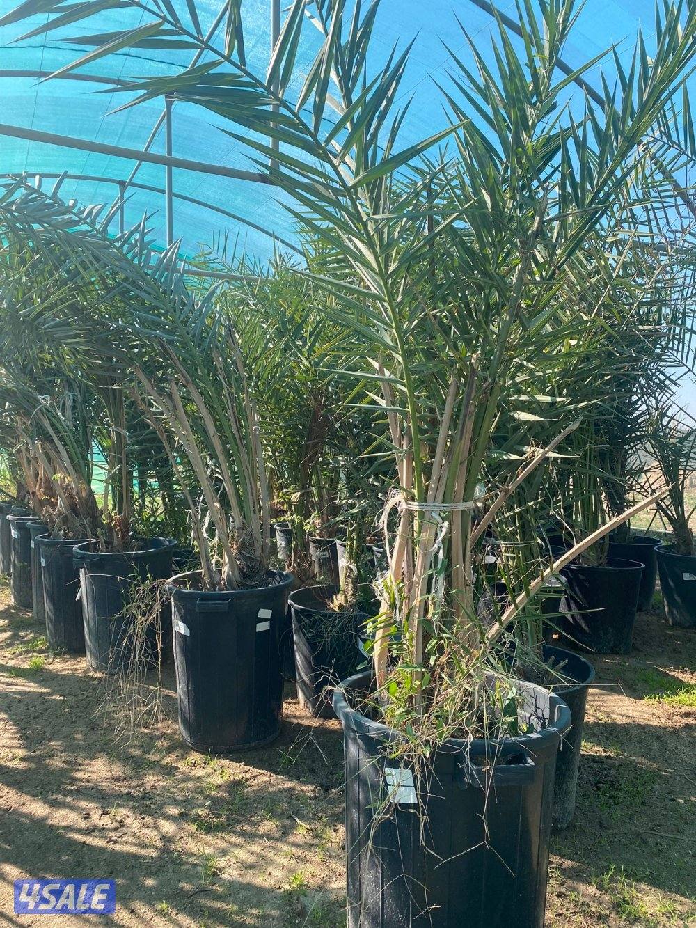 للبيع فروخ نخل مجذر6