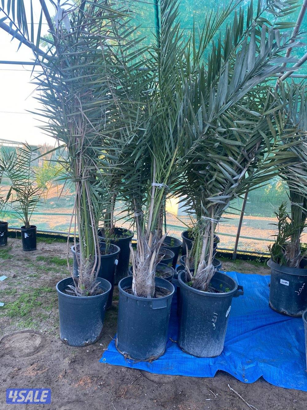 للبيع فروخ نخل مجذر8