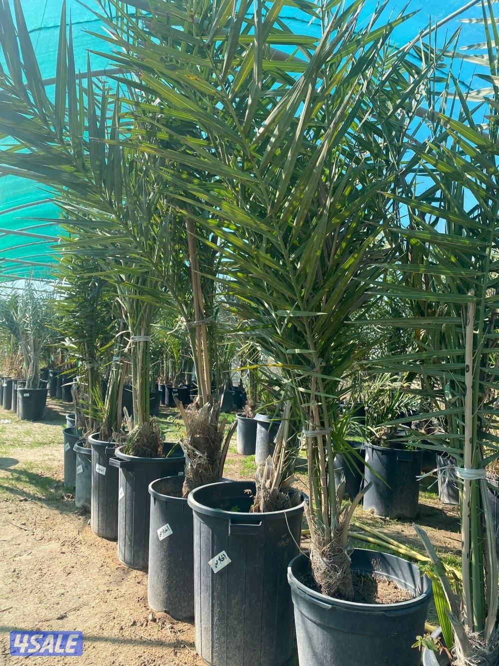 للبيع فروخ نخل مجذر11