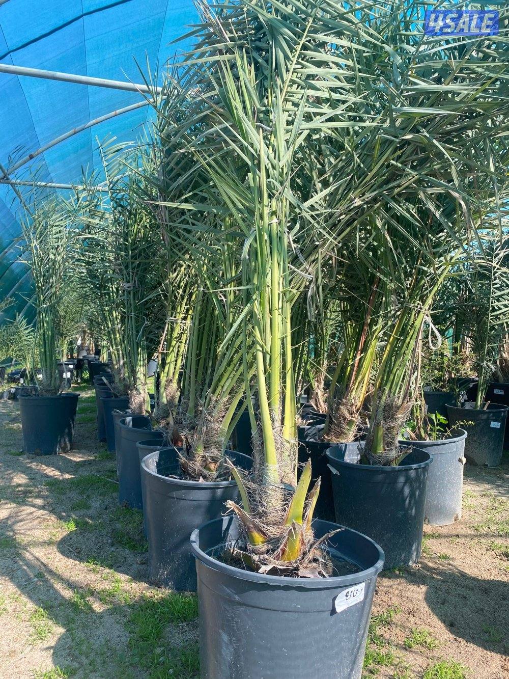 للبيع فروخ نخل مجذر12