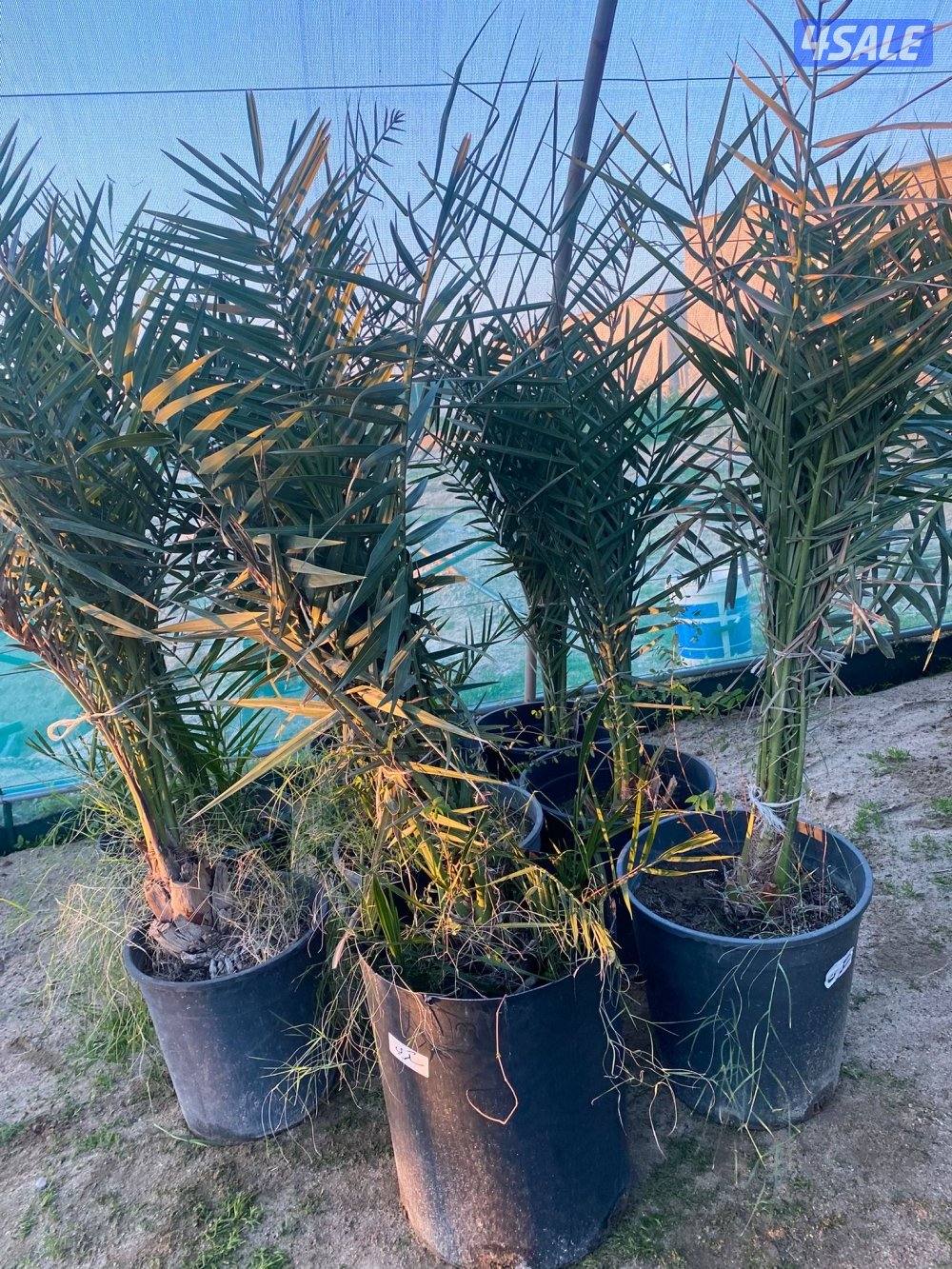 للبيع فروخ نخل مجذر17