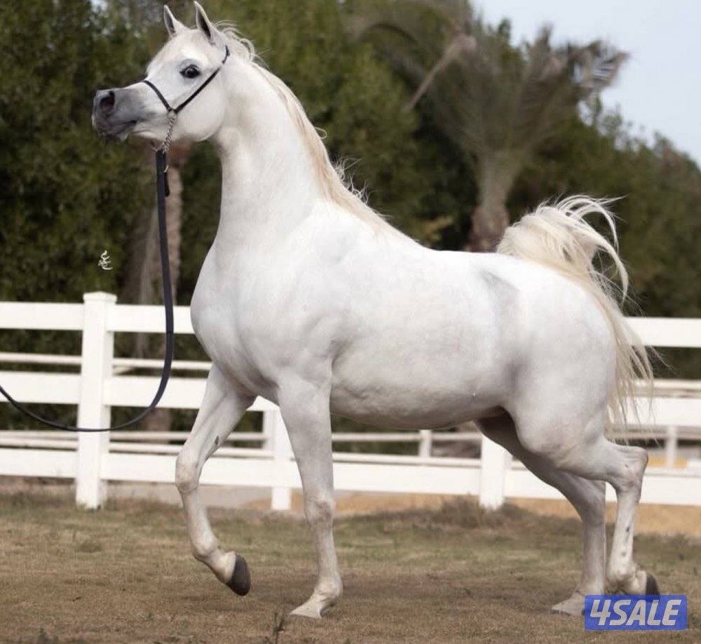 مطلوب مزرعه0