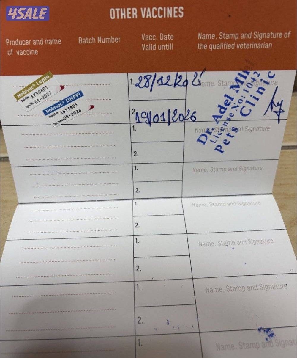 مايكروجب جواز سفر بيعه سريعه  ذكر امريكان بولي3