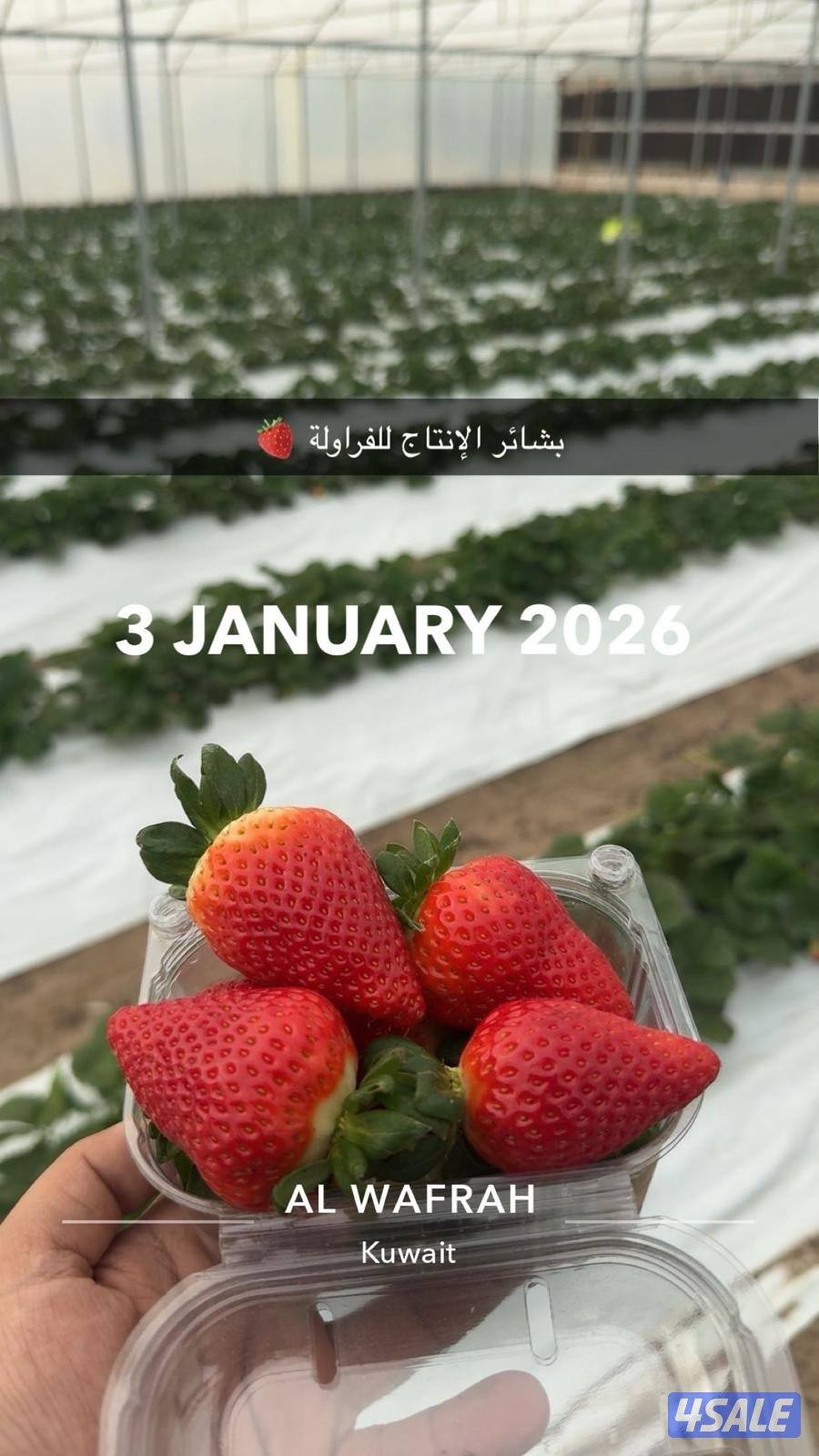 فراولة كويتية0