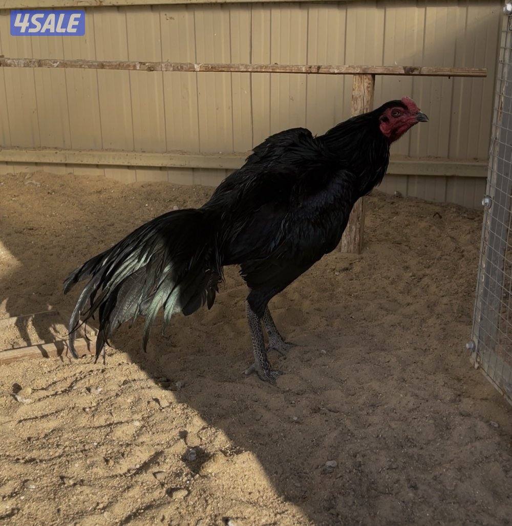 تايلندي رفيع مستوي فاخر0