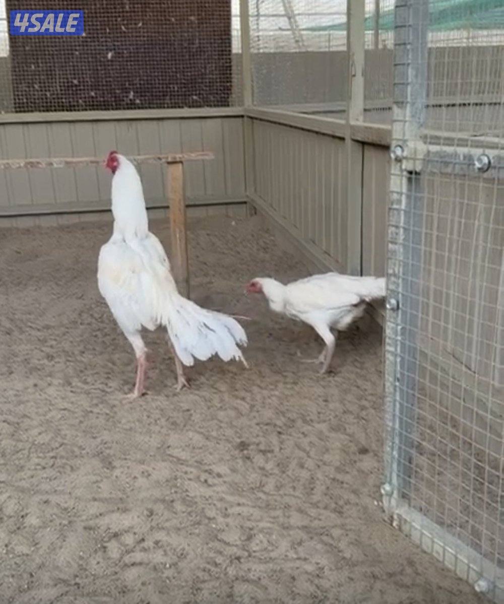 تايلندي رفيع مستوي فاخر1